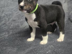 Reinrassige Basenji Welpen