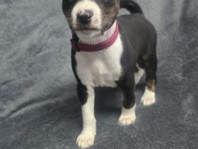 Reinrassige Basenji Welpen