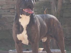 Liebevoller top sozialisierter Cane Corso mix