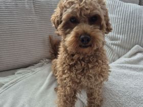 Erfahrener Maltipoo Deckrüde