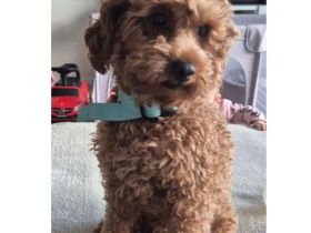 Erfahrener Maltipoo Deckrüde