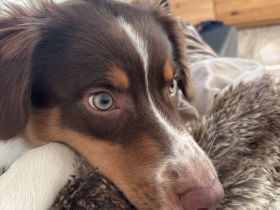 Australian Shepherd Jungrüde