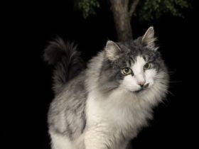 Norwegische Waldkatze [Fental Jakobusland, 9 Jahre] sucht liebevolles Zuhause