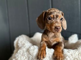 Zwergdackel /dackel Welpen