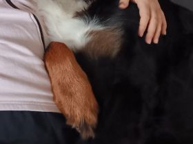 Wurfankündigung Winter/Frühjahr 2026