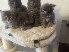 Wunderschöne Reinrassige Maine Coon Kitten in Liebevolle Hände abzugeben