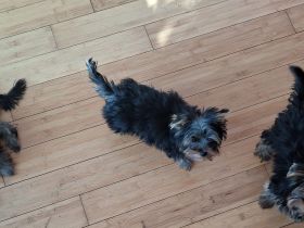 3 süße Yorkshire Terrier Welpen suchen ein neues zuhause