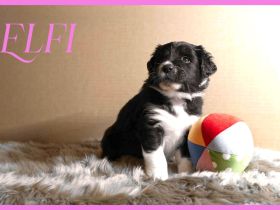 Kleine Wunder auf vier Pfötchen