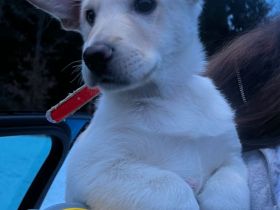 Wunderschöner, lebensfroher Schäferhund-Welpe sucht liebevolles Zuhause