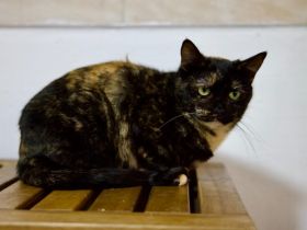 Gemütliche Lottie sucht entspanntes Zuhause