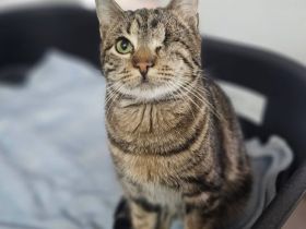 Sonnenschein Bobbi sucht ein Zuhause