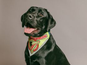 Labrador Deckrüde mit FCI Ahnentafel