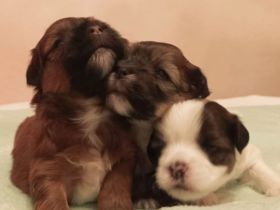 Havaneser + Coton de Tulear Mix Welpen