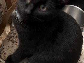 5 Katzenbabies sind bereit für ein neues Zuhause