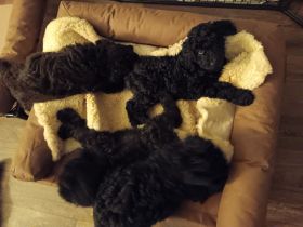 Königspudelwelpen 10 Wochen (Großpudelwelpen)