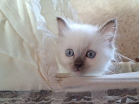 Heilige Birma Kitten