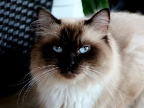 Heilige Birma Kitten