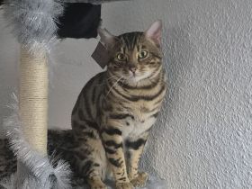 Pika such ein neuen Zuhause