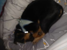 Süßer Zwergpinscher Mix