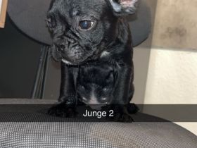 Französische Bulldogge Welpen suchen ein zu Hause
