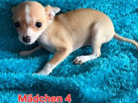 Chihuahua suchen ihr neues Körbchen