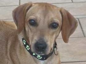 Fabio 2, männlicher Mischling Hound-X (zur Pflege in 59423 Unna)