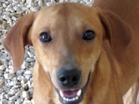 Fabio 2, männlicher Mischling Hound-X (zur Pflege in 59423 Unna)