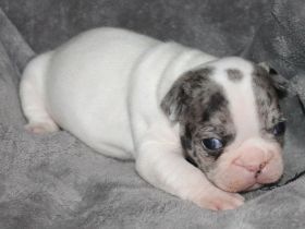 Französische Bulldogge Welpen