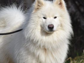 Über Šapa, bedeutet ‚Pfote‘