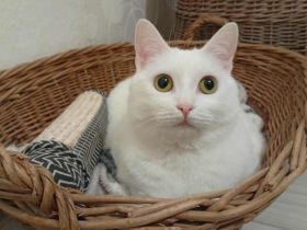 Verschmuste Schneekatze Isa sucht Zuhause