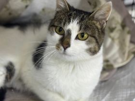 Verschnurrte Ayla sucht liebevolles Zuhause