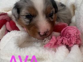 Australian shepherd Welpen