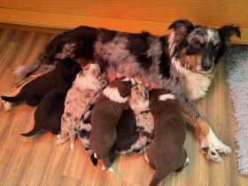 Australian sheperd/Border Collie Welpen