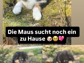 Die süße verschmuste sucht noch eine Familie