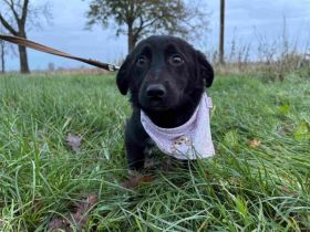 Wunderschöne, süße Poppy