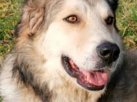 Treuer Fistic sucht seine eigene Bürste