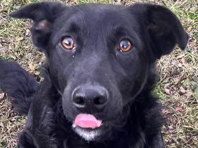 Margo sucht ihren Menschen für lange Kuschelstunden