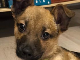 Popcorn sucht seine gezuckerte Familie