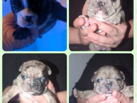 Französische bulldogge welpen