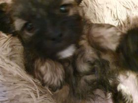 noch ein Bolonka Zwergpudel Welpe 75/25