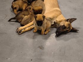 auf der Suche nach einer liebevollen Familie