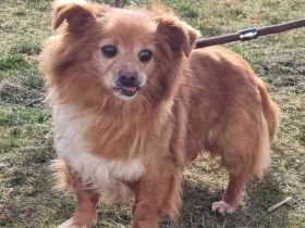 Yuki, kleiner Mischling, geb. 2013, noch sehr schüchtern