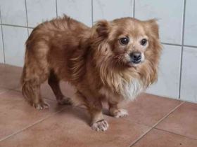 Yuki, kleiner Mischling, geb. 2013, noch sehr schüchtern