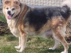 Lucky, Mischling, geb. 2013, su. ebenerdiges Zuhause, gern als Einzelhund