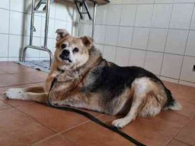 Lucky, Mischling, geb. 2013, su. ebenerdiges Zuhause, gern als Einzelhund