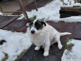 Picur -  sucht nach einem Schicksalsschlag ein neues Zuhause