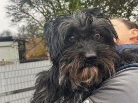 Hugo - sucht das Glück