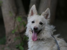 Fido - sucht ein Zuhause