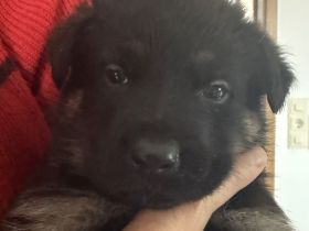 Deutsche Schäferhund Welpen