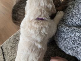 Golden Retriever Welpen